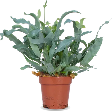 Phlebodium Pleun